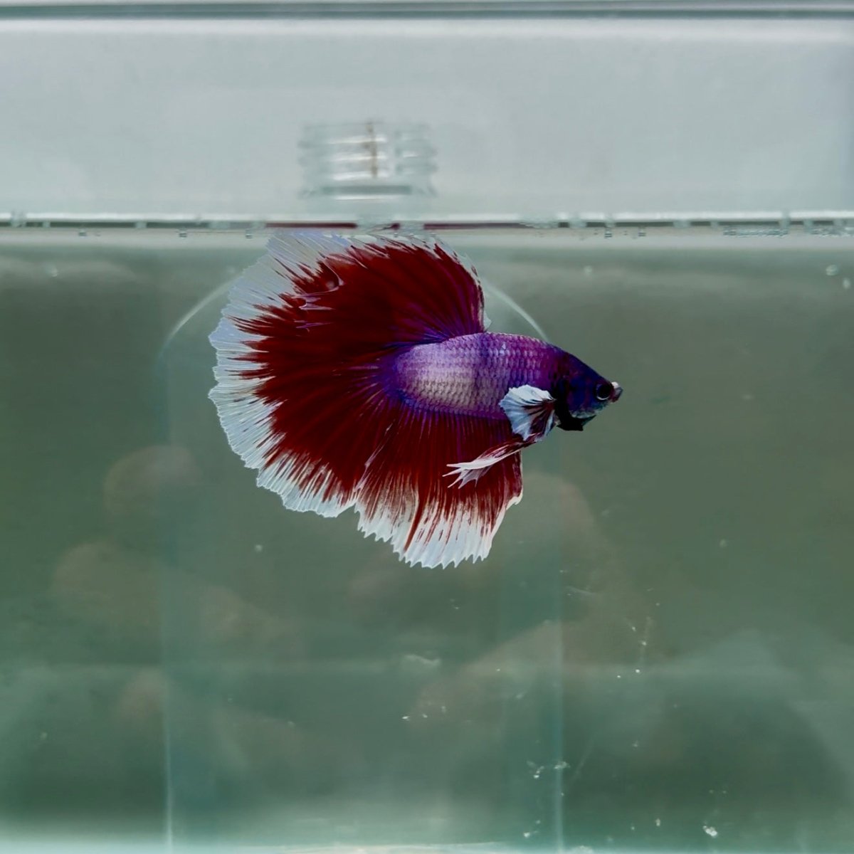 Halfmoon Lavender Male Betta N111