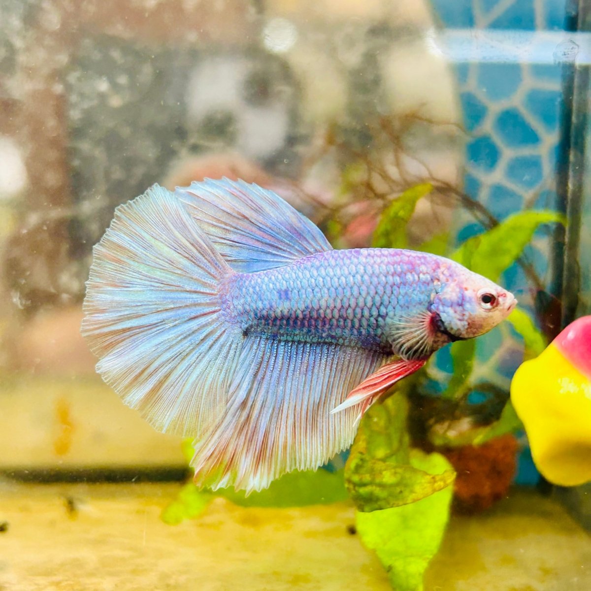 Halfmoon Light Purple Metallic Male Betta 111