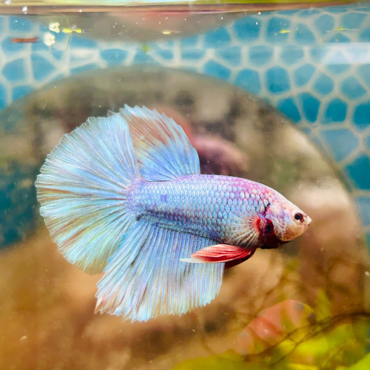 Halfmoon Light Purple Metallic Male Betta 111