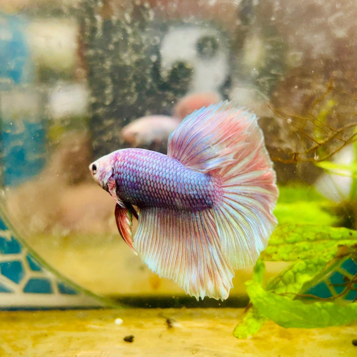 Halfmoon Light Purple Metallic Male Betta 111