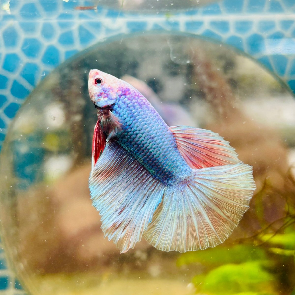 Halfmoon Light Purple Metallic Male Betta 111