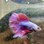 Halfmoon Male Betta Purple Pink 127