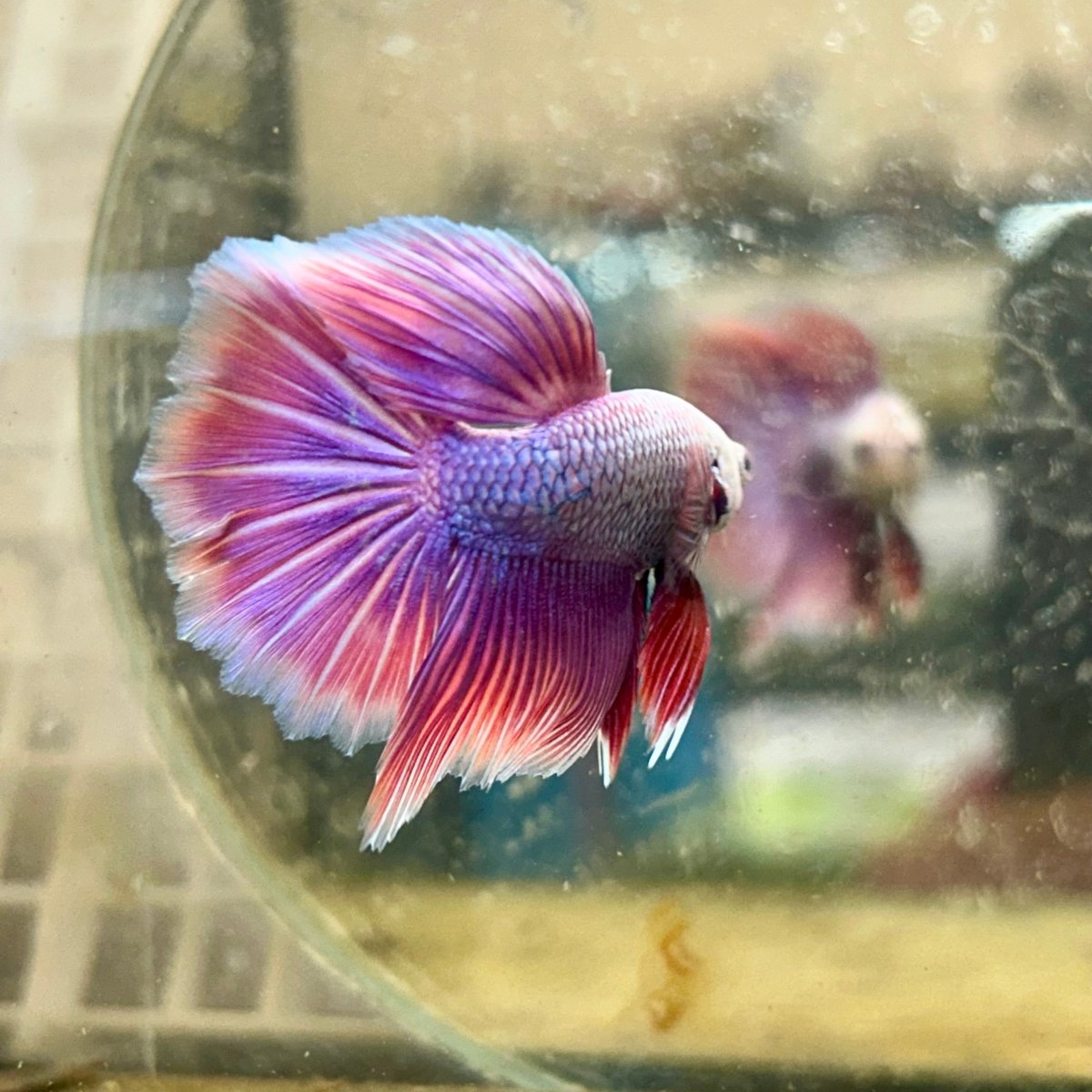 Halfmoon Male Betta Purple Pink 127