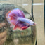 Halfmoon Male Betta Purple Pink 127