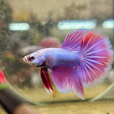 Halfmoon Male Betta Purple Pink 127