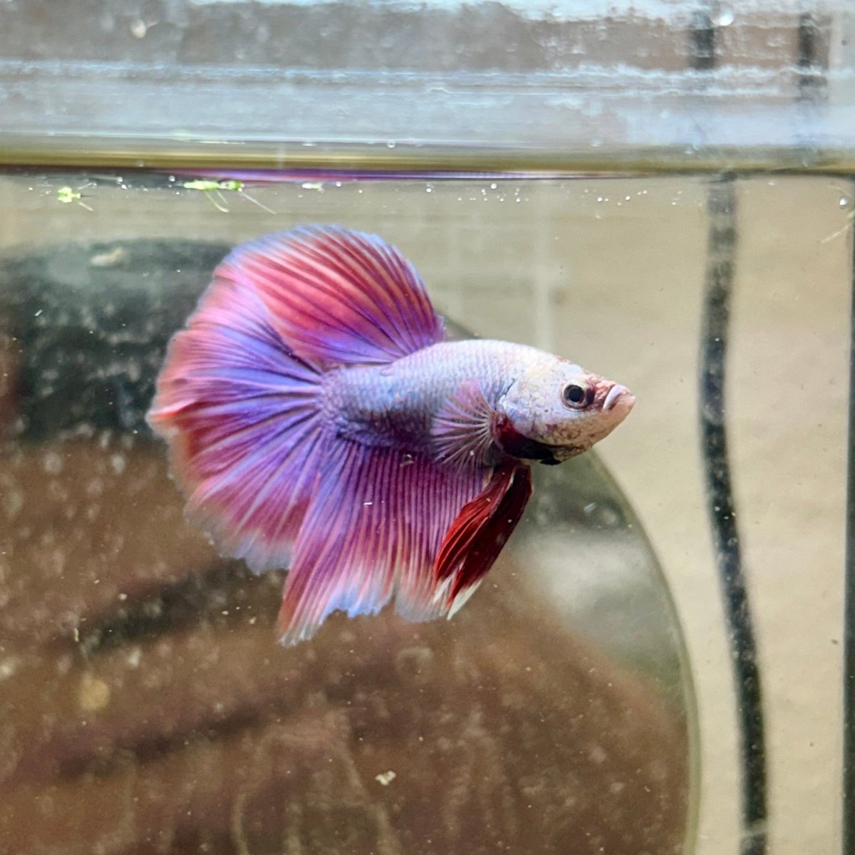 Halfmoon Male Betta Purple Pink 127
