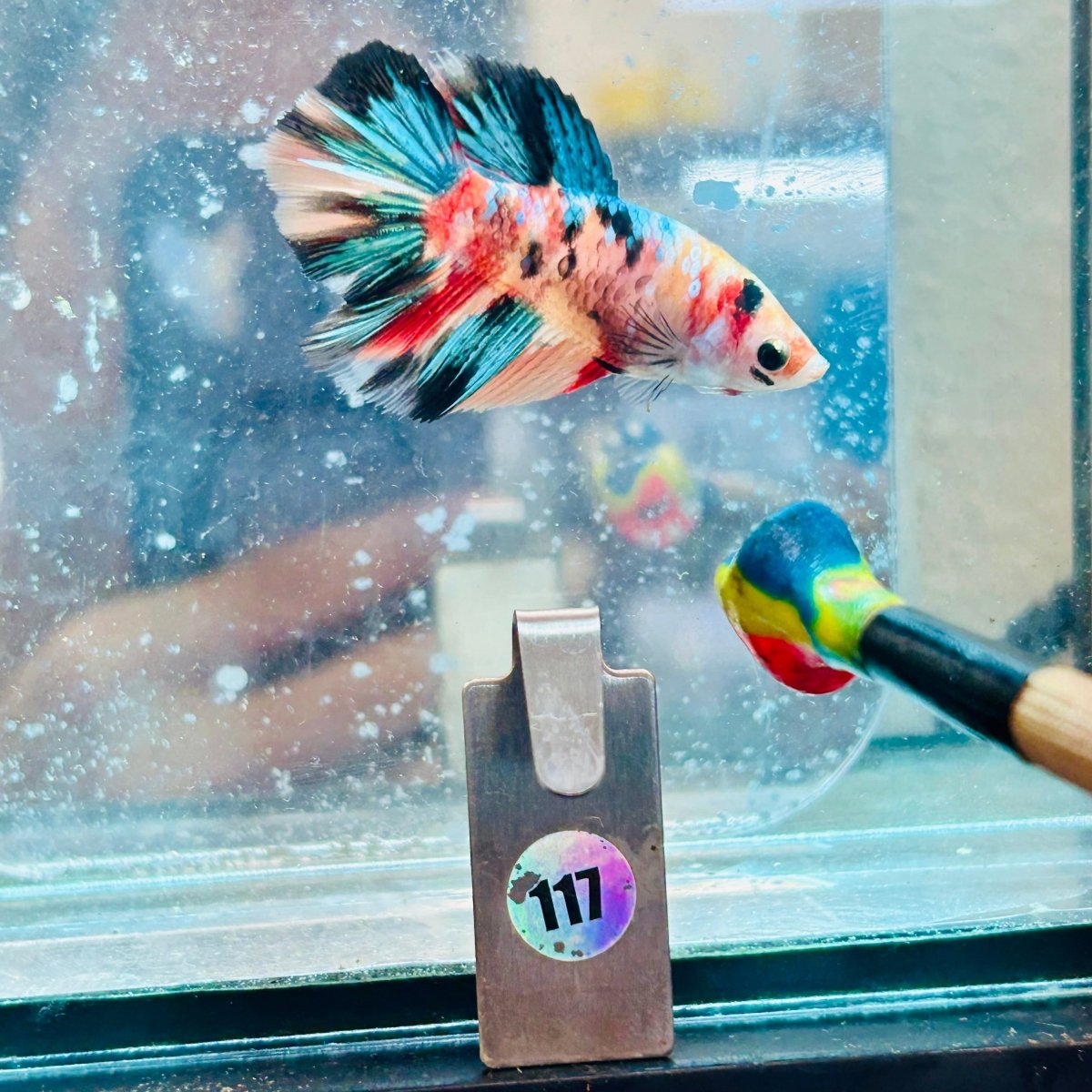 Betta Hembra Koi Multicolor Halfmoon #117