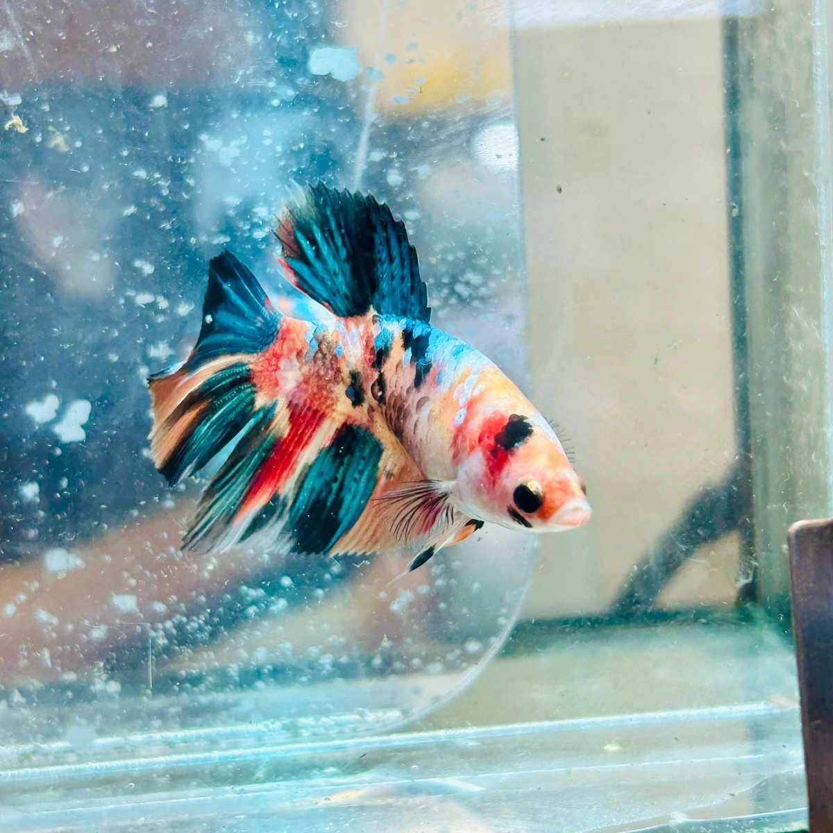 Betta Hembra Koi Multicolor Halfmoon #117