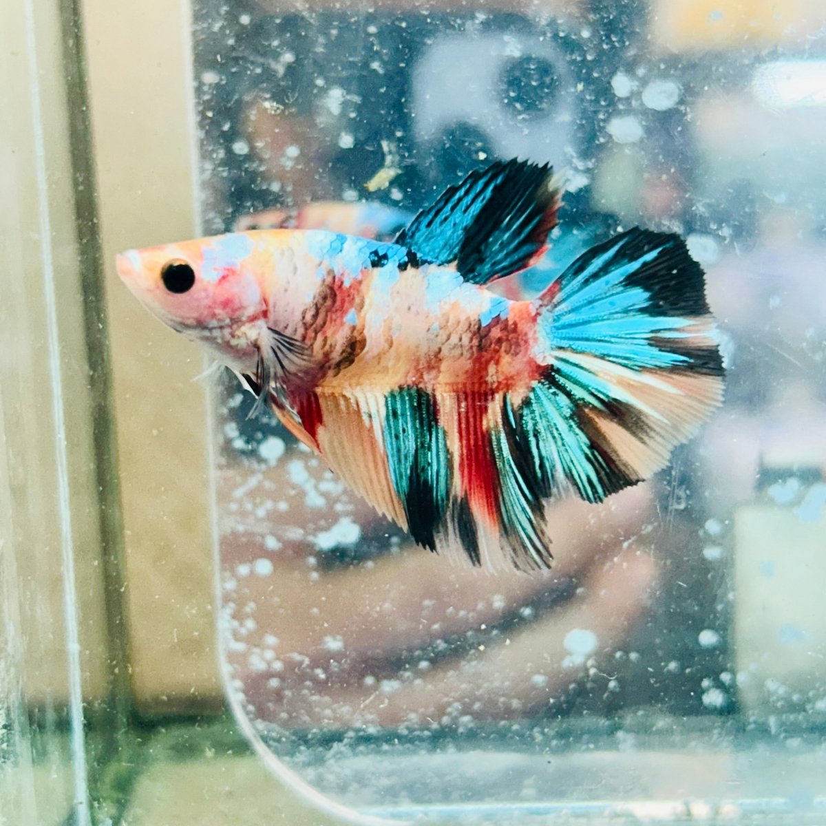 Betta Hembra Koi Multicolor Halfmoon #117
