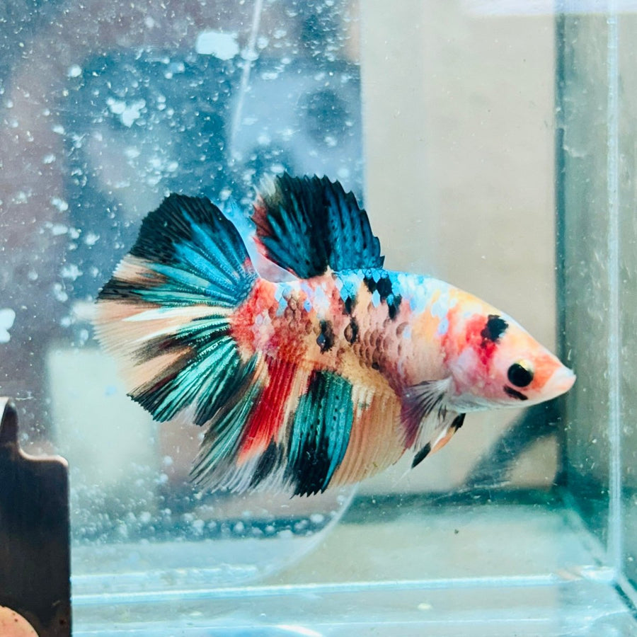 Halfmoon Multicolor Koi Female Betta 117 betta