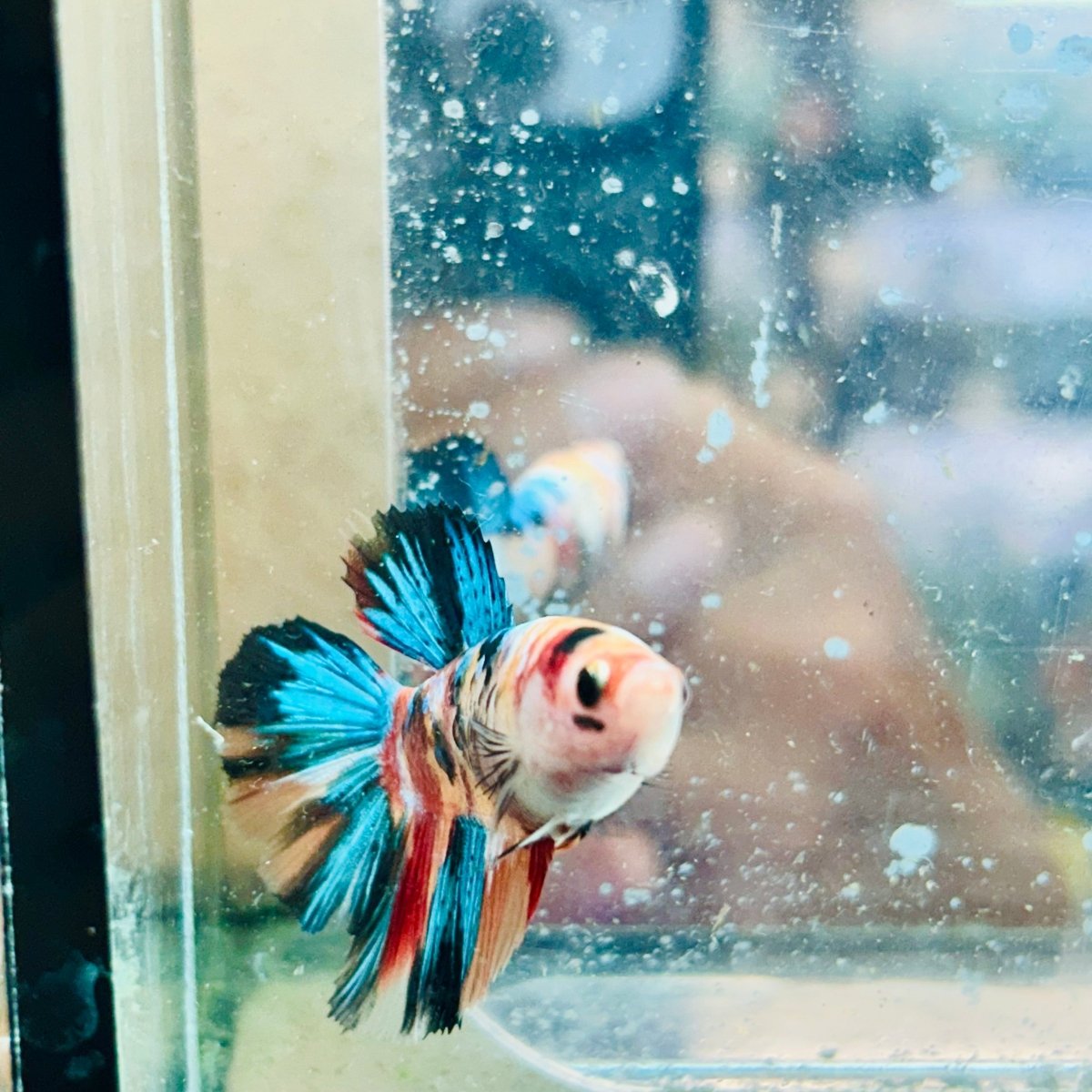 Betta Hembra Koi Multicolor Halfmoon #117