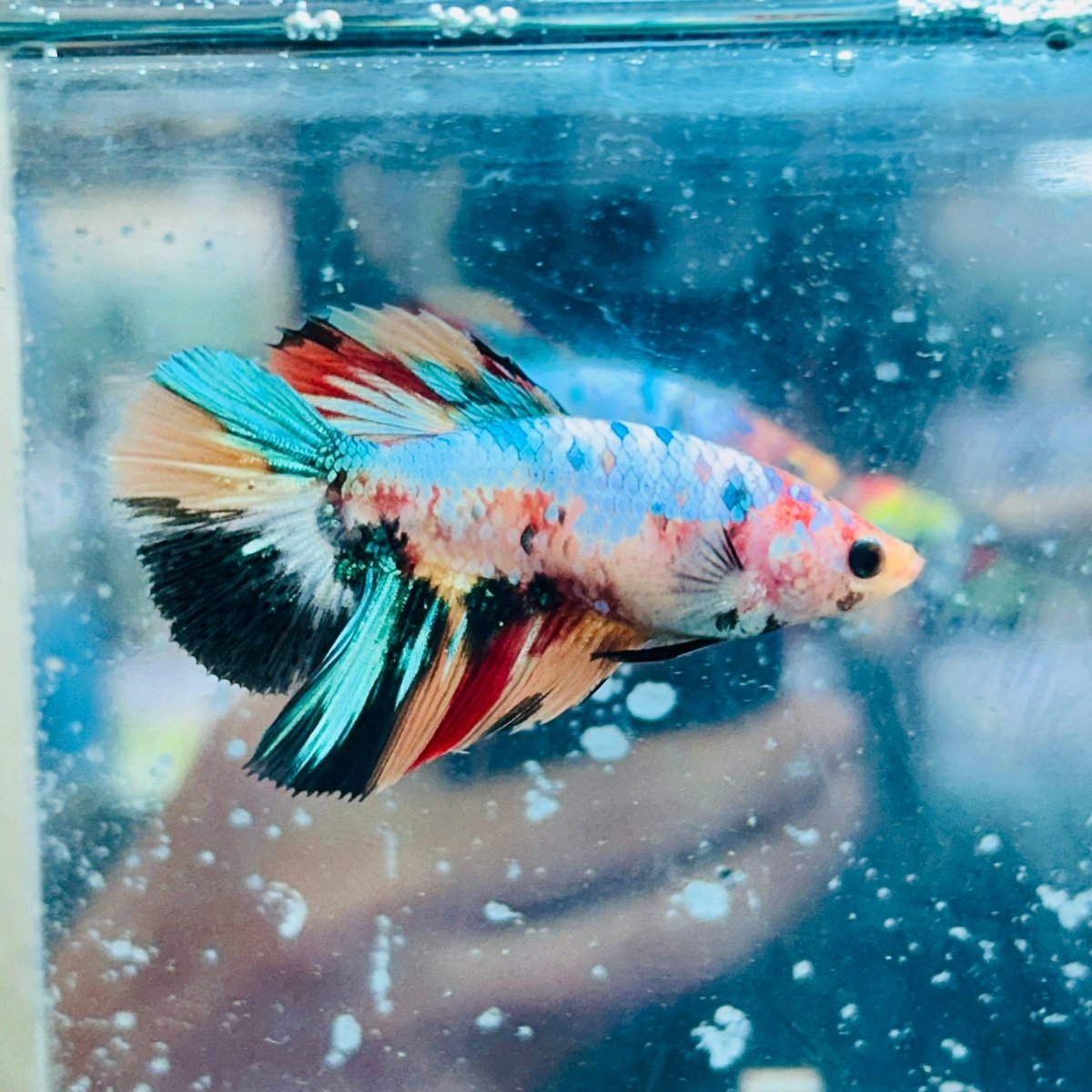 Betta Hembra Koi Multicolor Halfmoon #172