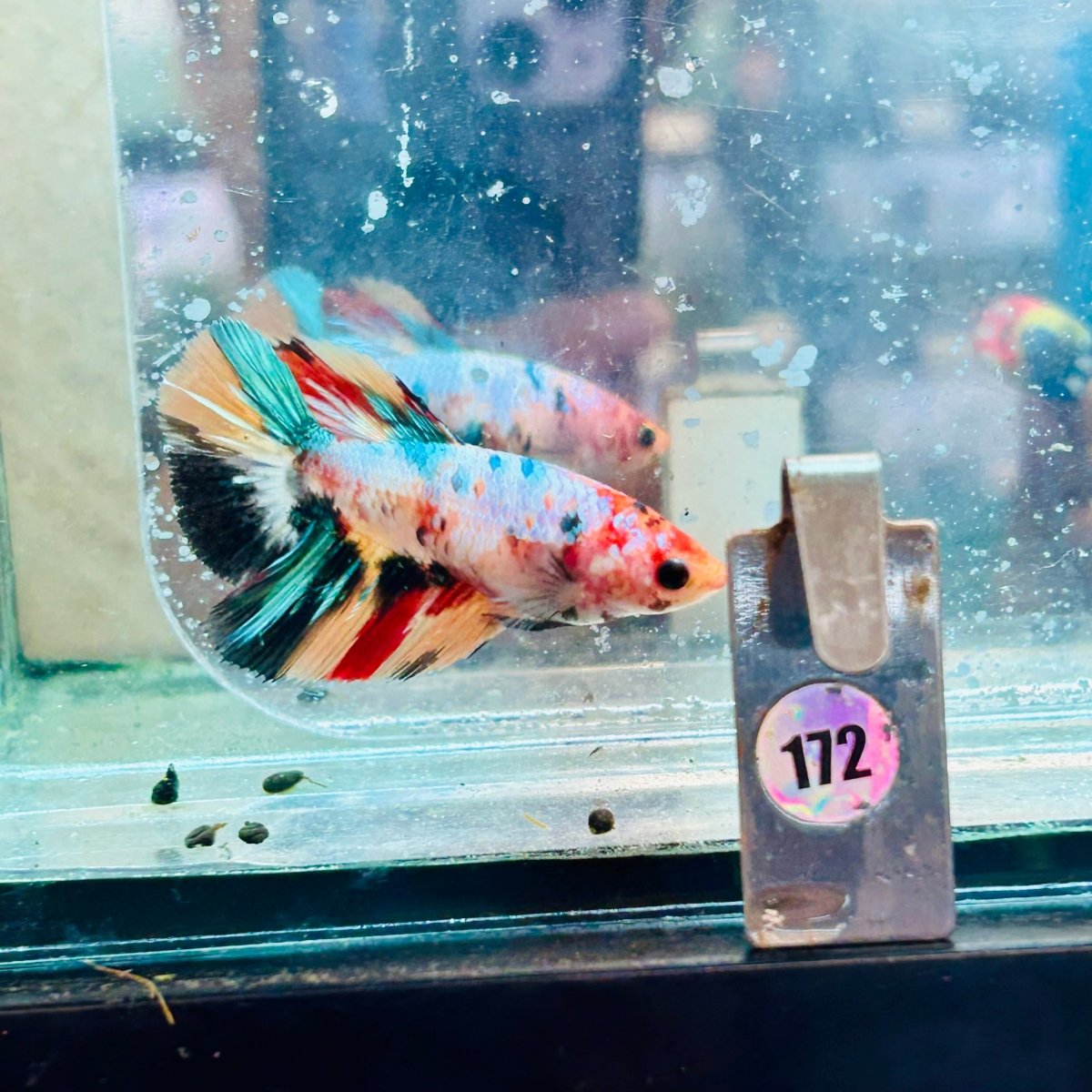 Betta Hembra Koi Multicolor Halfmoon #172