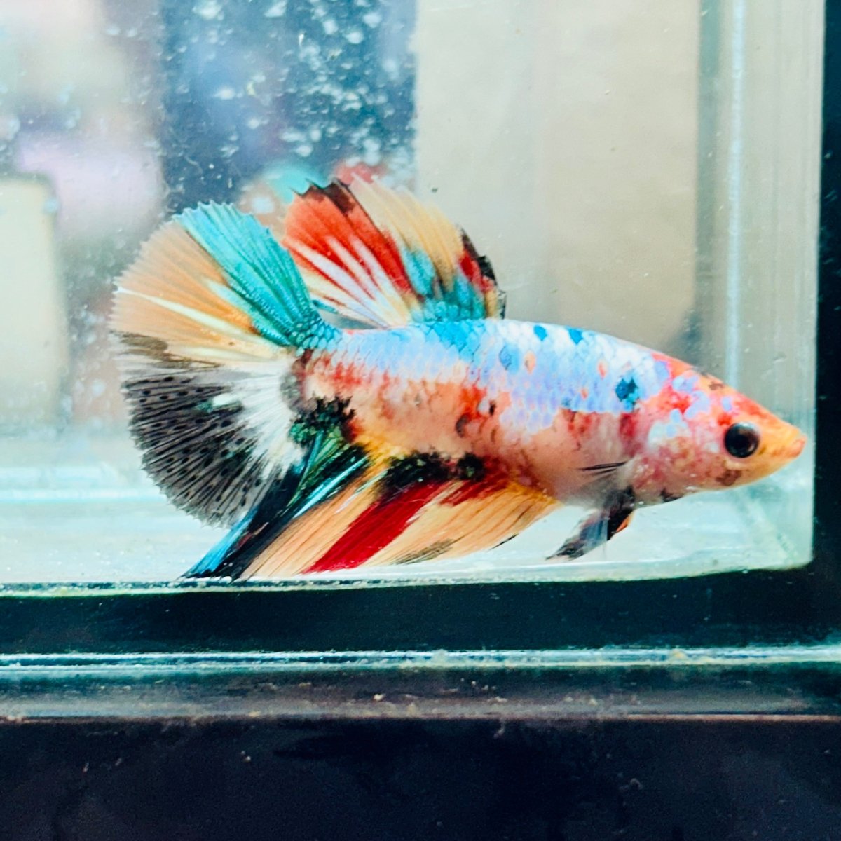 Betta Hembra Koi Multicolor Halfmoon #172
