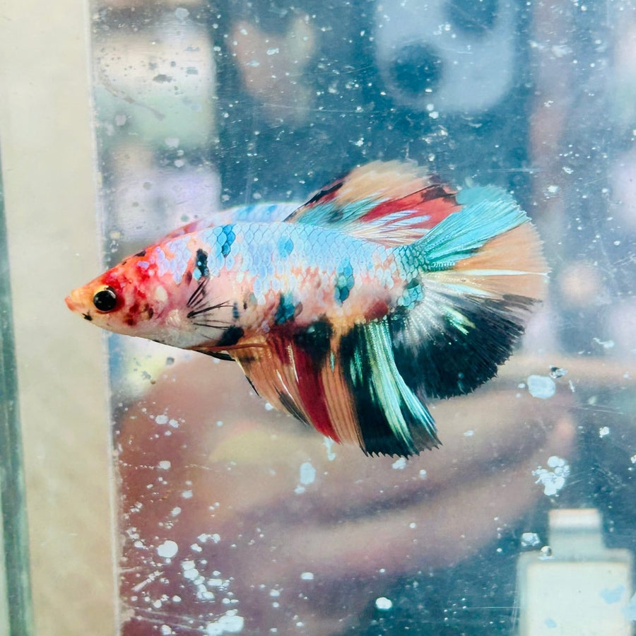 Halfmoon Multicolor Koi Female Betta 172 Female betta