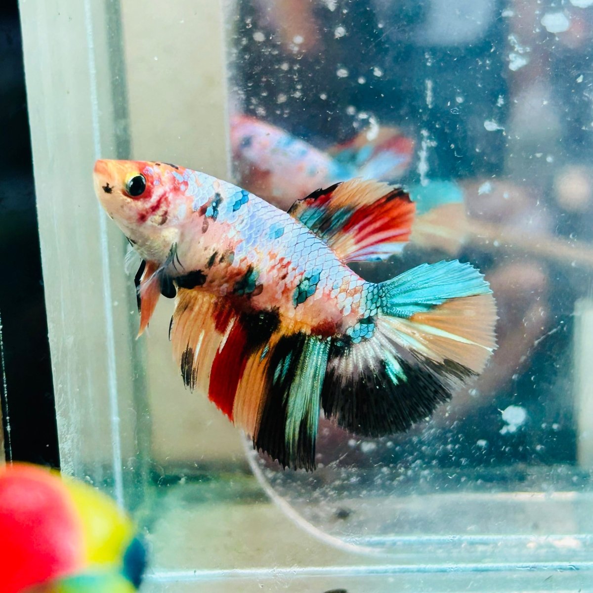 Betta Hembra Koi Multicolor Halfmoon #172
