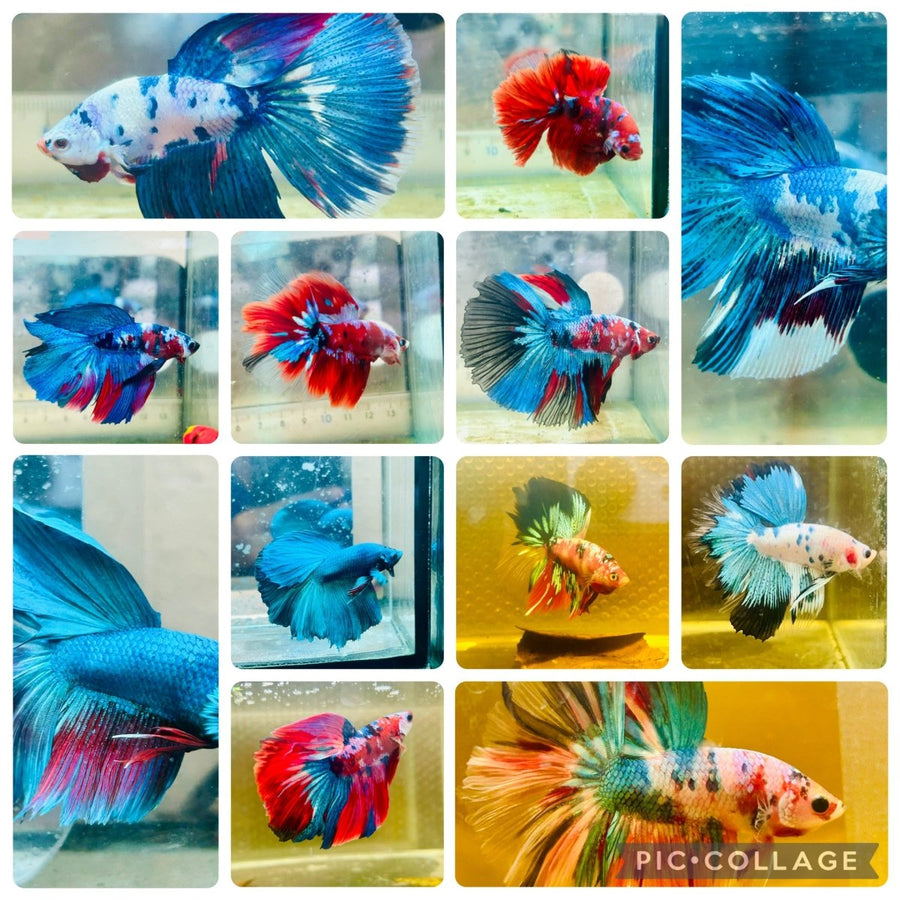 Halfmoon Multicolor Koi - Male Betta Live Betta Fish Male betta