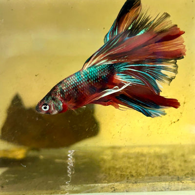 Halfmoon Multicolor Koi Male Betta S60