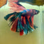 Halfmoon Multicolor Koi Male Betta S60
