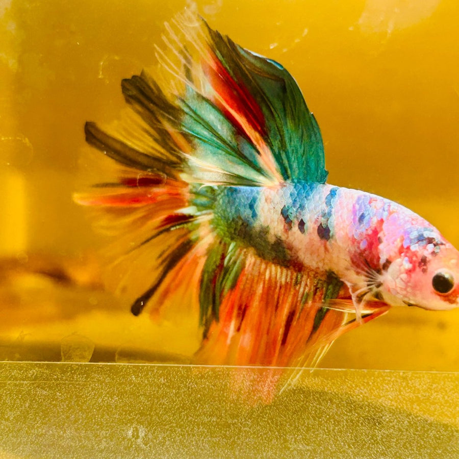 Halfmoon Multicolor Male Betta Au83 Male betta