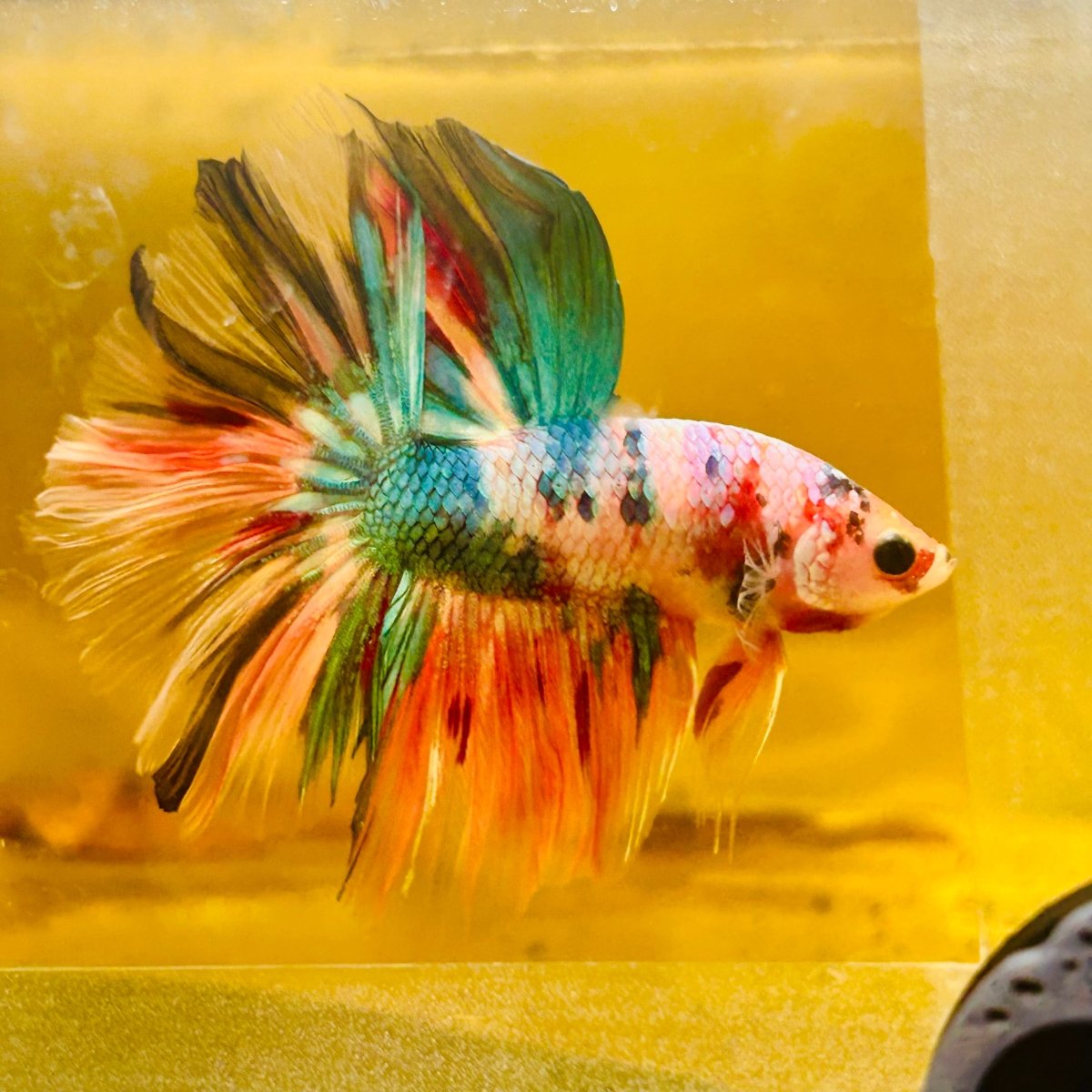 Betta Macho Halfmoon Neón Multicolor #Ju23