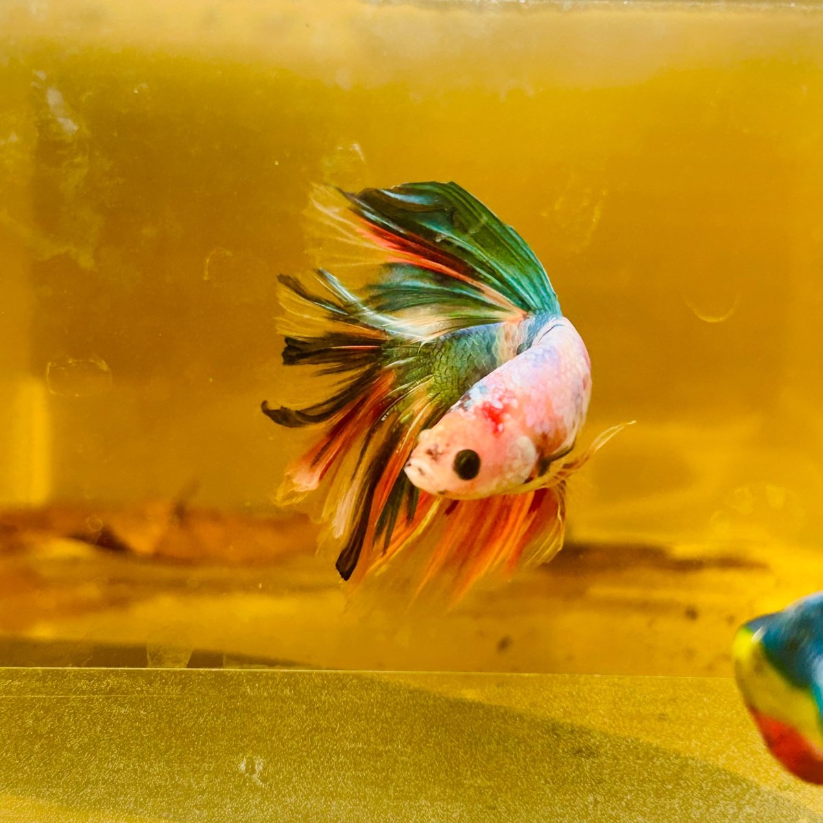Betta Macho Halfmoon Neón Multicolor #Ju23