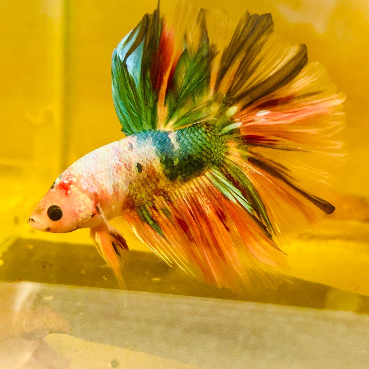 Betta Macho Halfmoon Neón Multicolor #Ju23