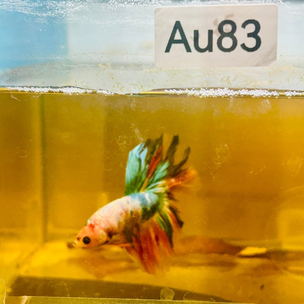 Betta Macho Halfmoon Neón Multicolor #Ju23