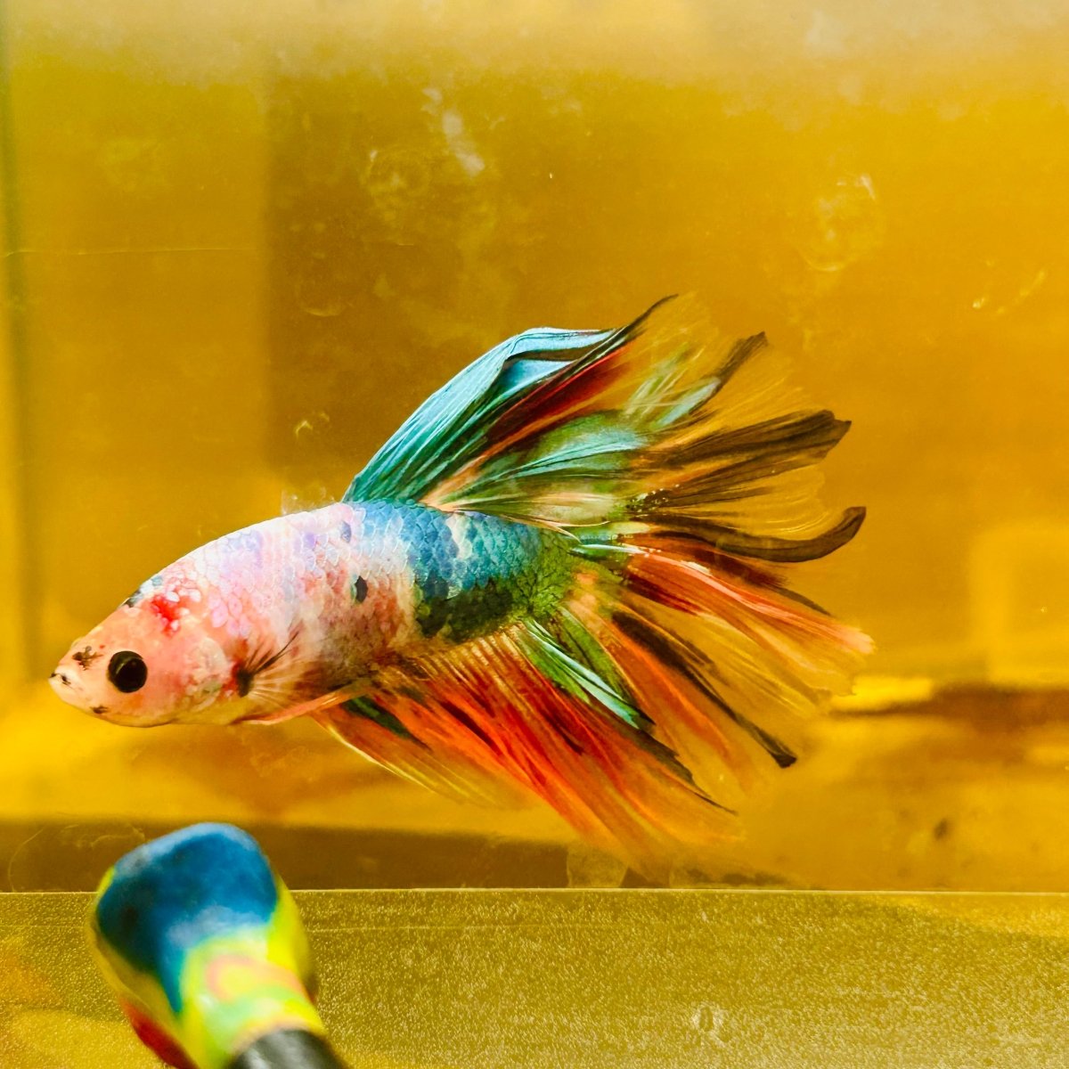 Betta Macho Halfmoon Neón Multicolor #Ju23