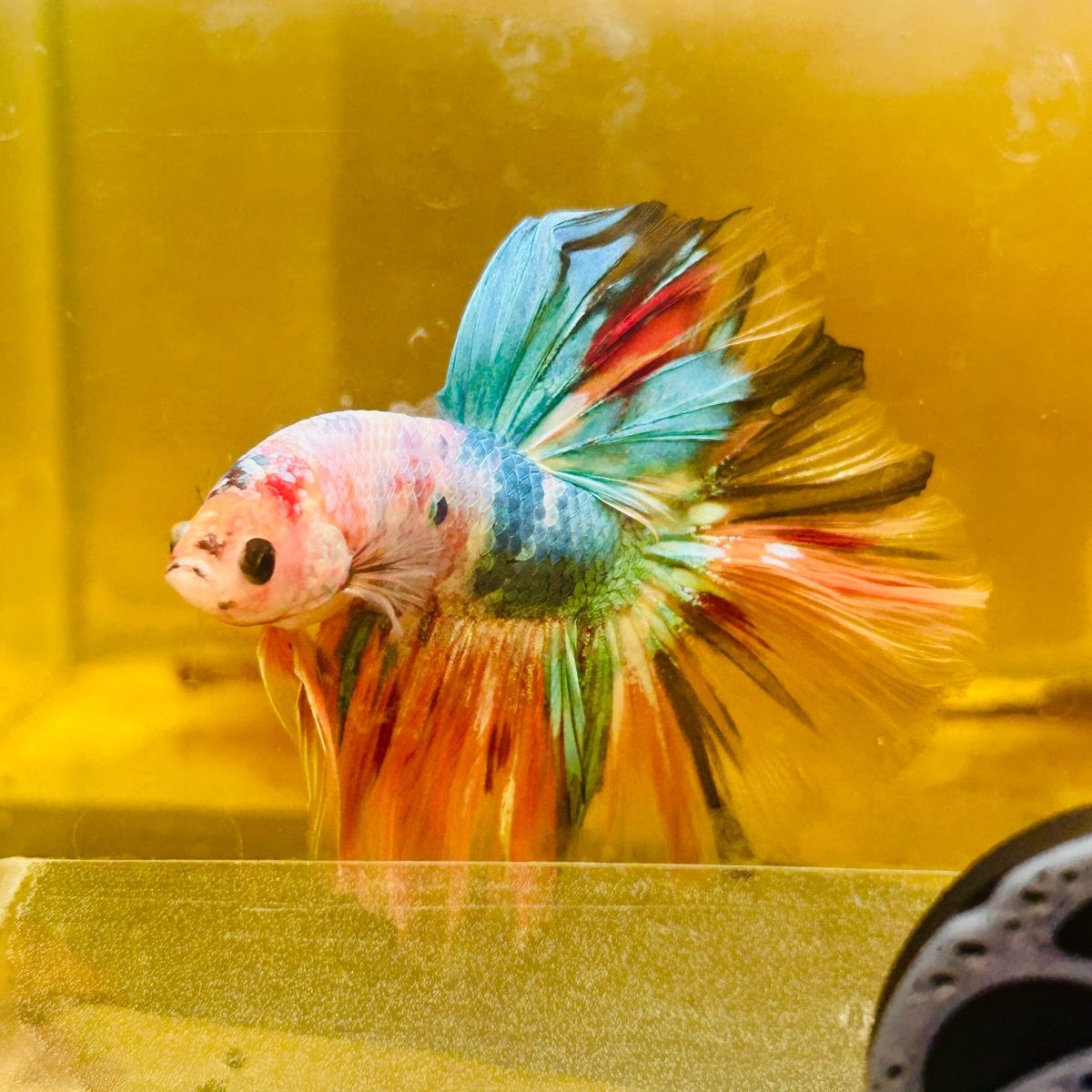 Betta Macho Halfmoon Neón Multicolor #Ju23