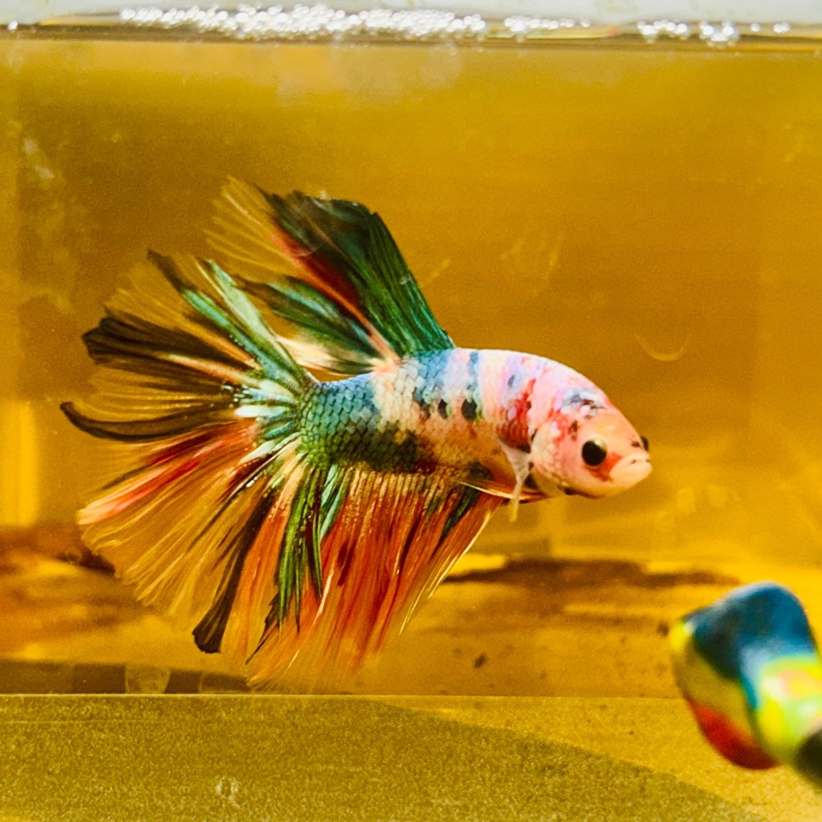 Betta Macho Halfmoon Neón Multicolor #Ju23