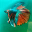 Halfmoon Multicolor Nemo Male Betta S41