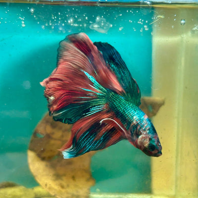 Halfmoon Multicolor Nemo Male Betta S41