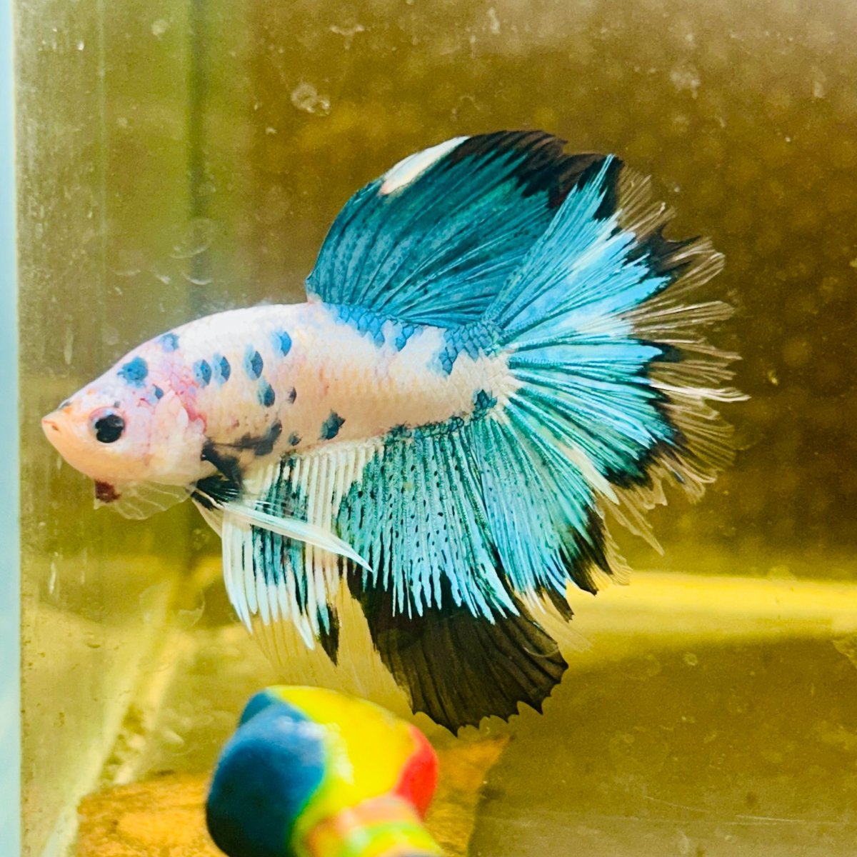 Halfmoon Multicolor White Candy Male Betta #Au32