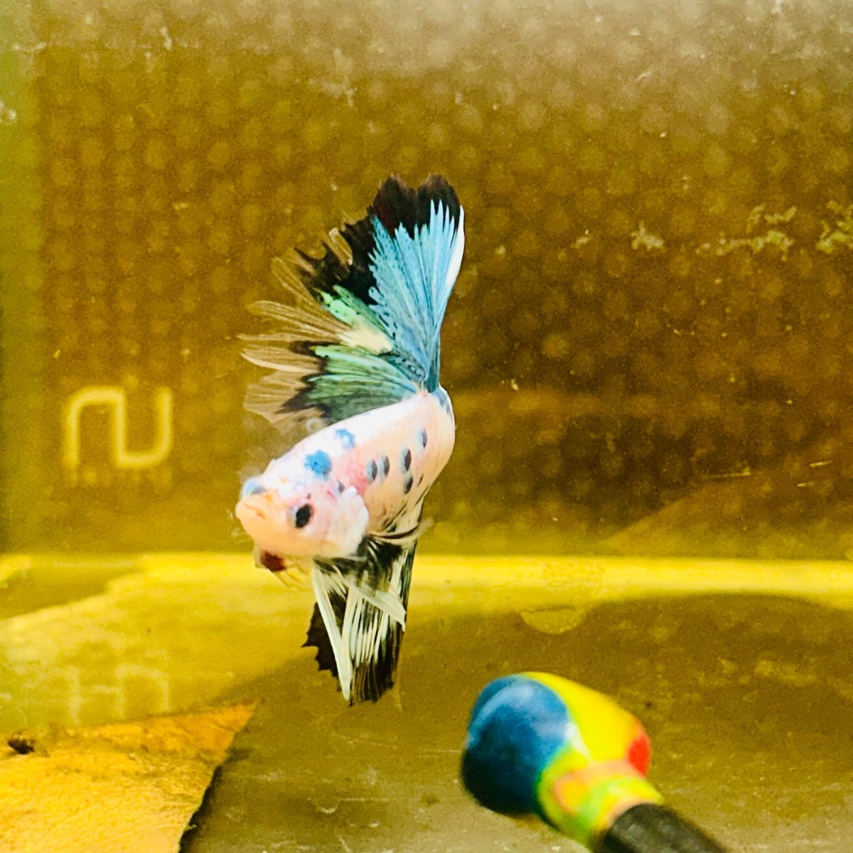 Halfmoon Multicolor White Candy Male Betta #Au32