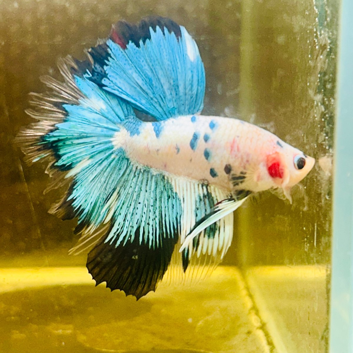 Halfmoon Multicolor White Candy Male Betta #Au32