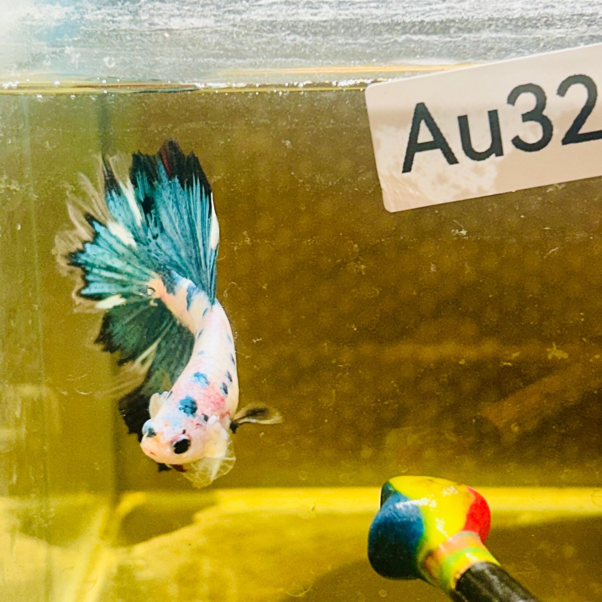 Halfmoon Multicolor White Candy Male Betta #Au32