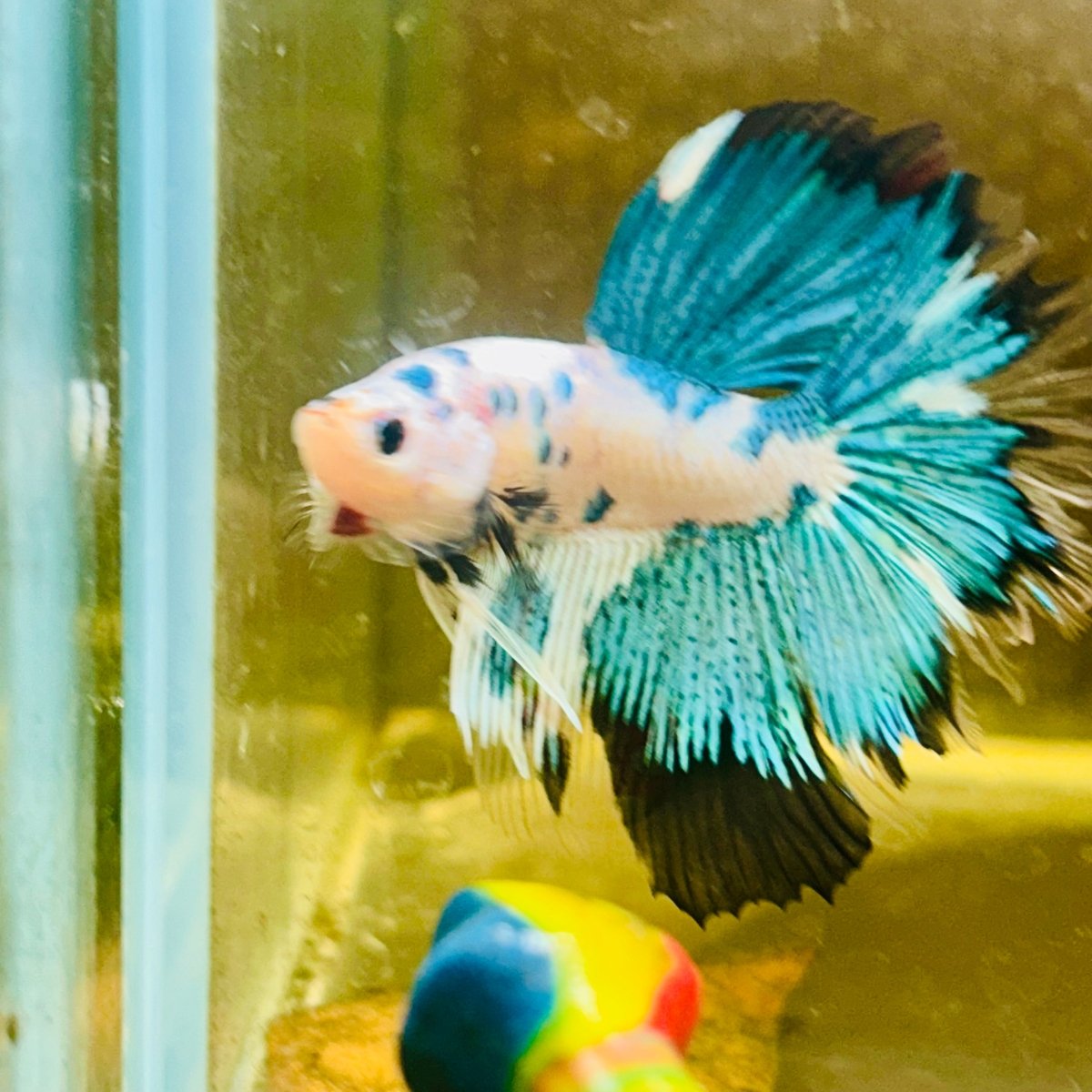 Halfmoon Multicolor White Candy Male Betta #Au32