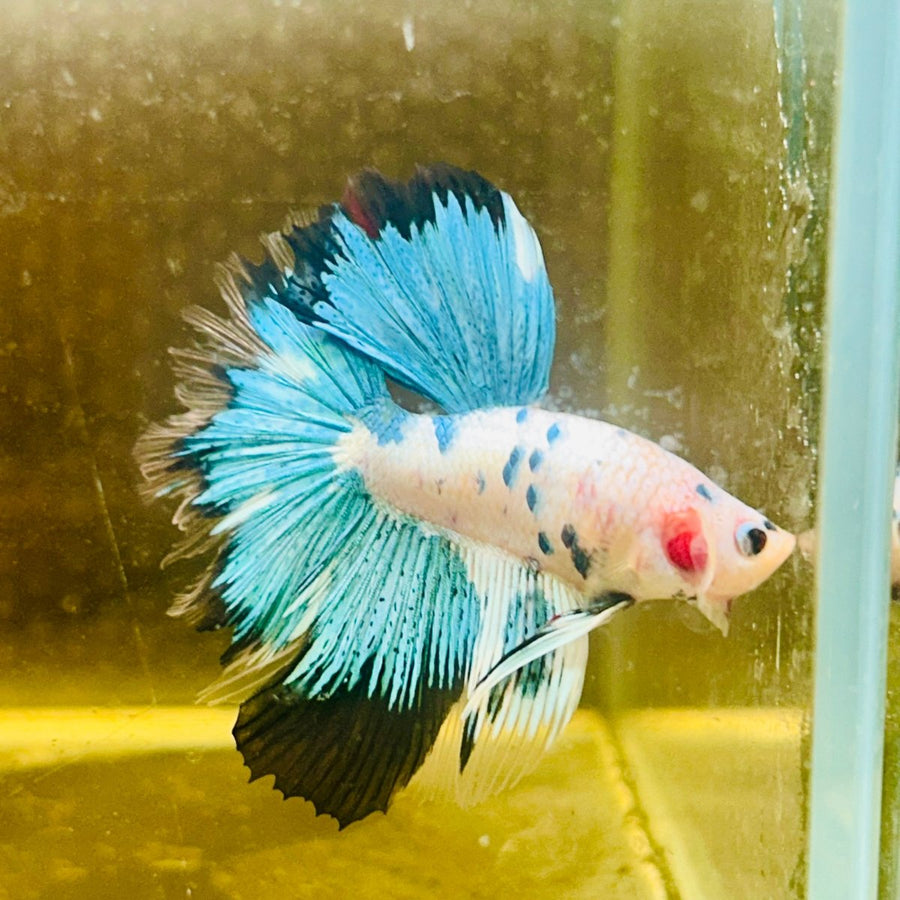 Halfmoon Multicolor White Candy Male Betta Au32 Male betta