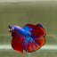 Halfmoon Nemo Blue Redtail Male Betta D01