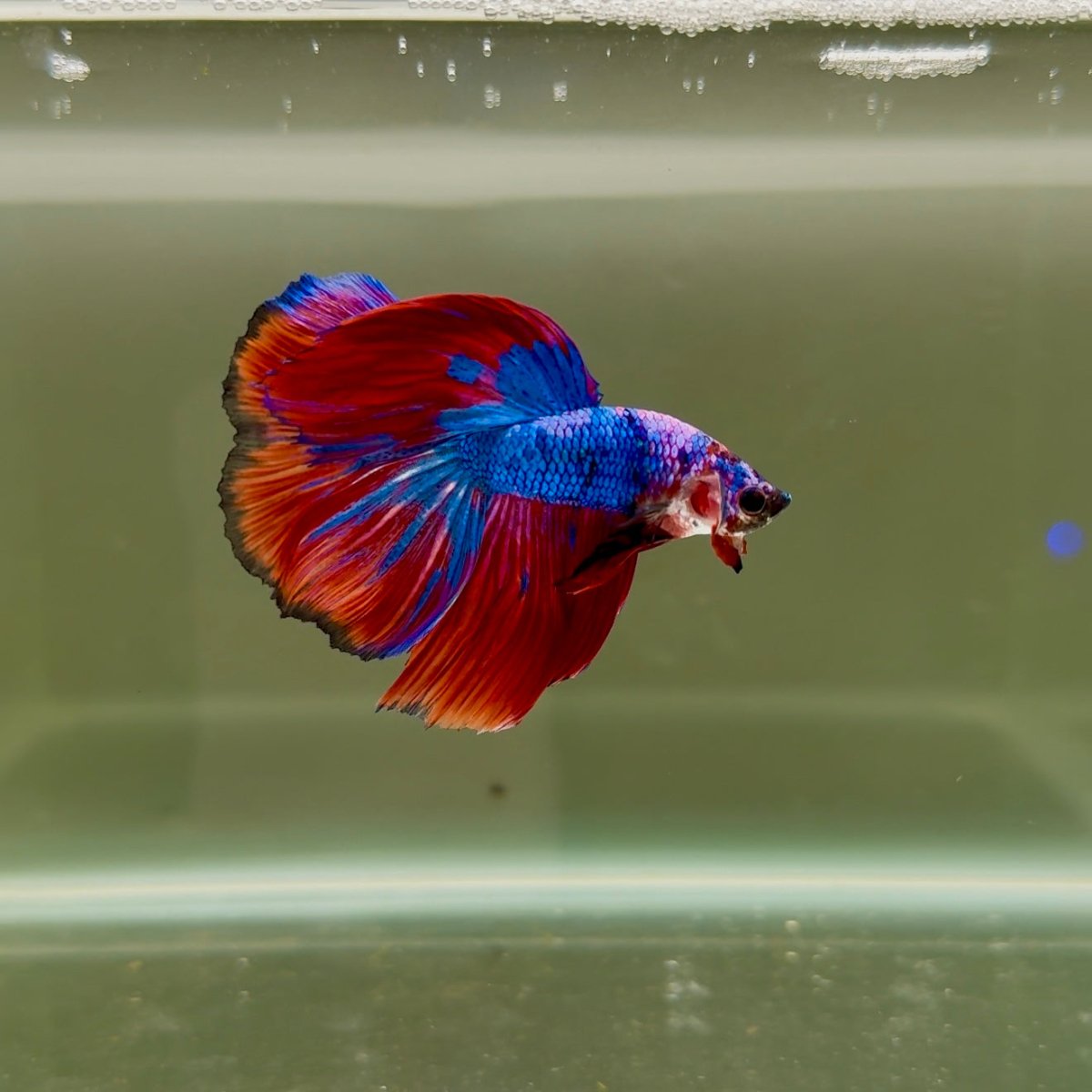 Halfmoon Nemo Blue Redtail Male Betta D01