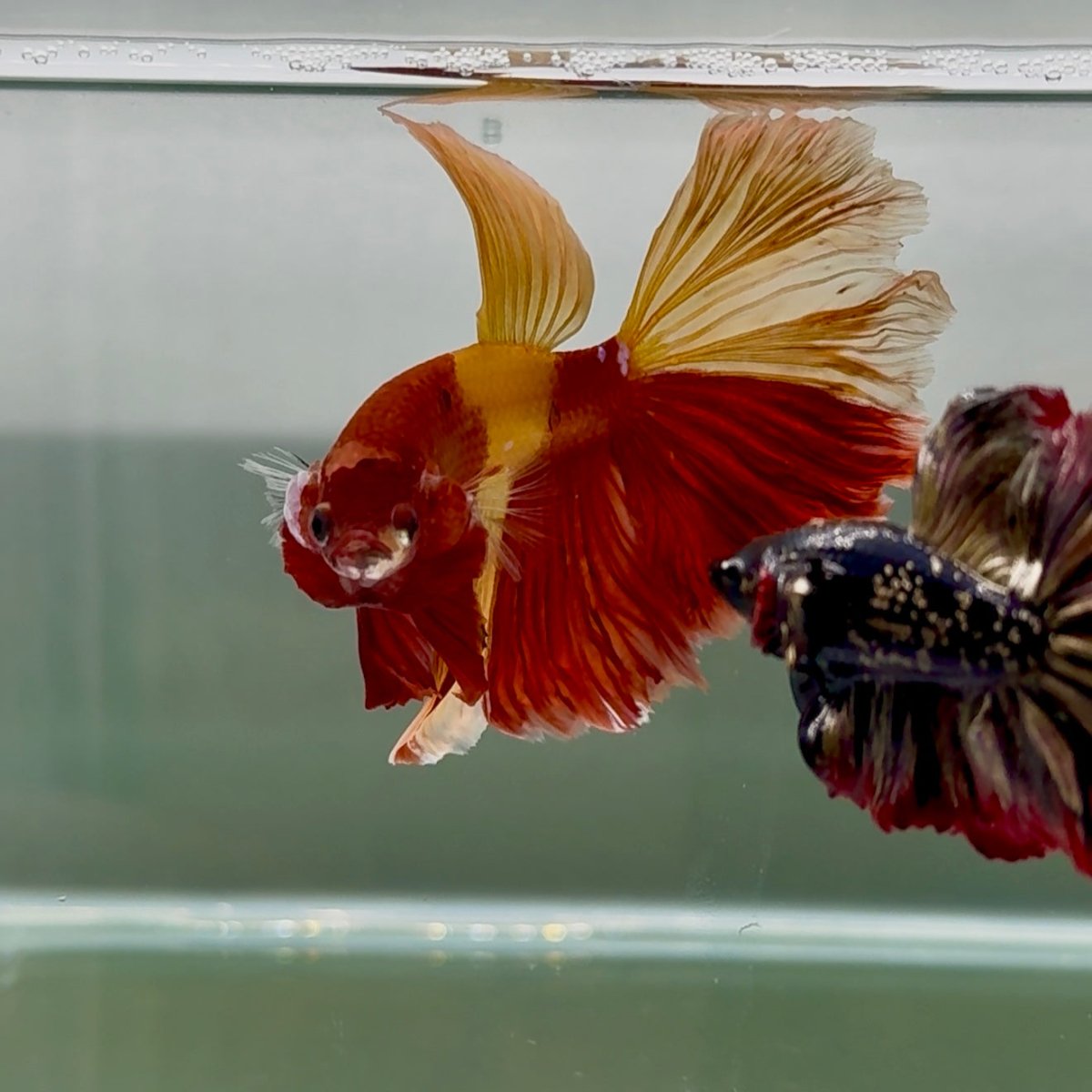 Halfmoon Nemo Classic Male Betta #Jul46