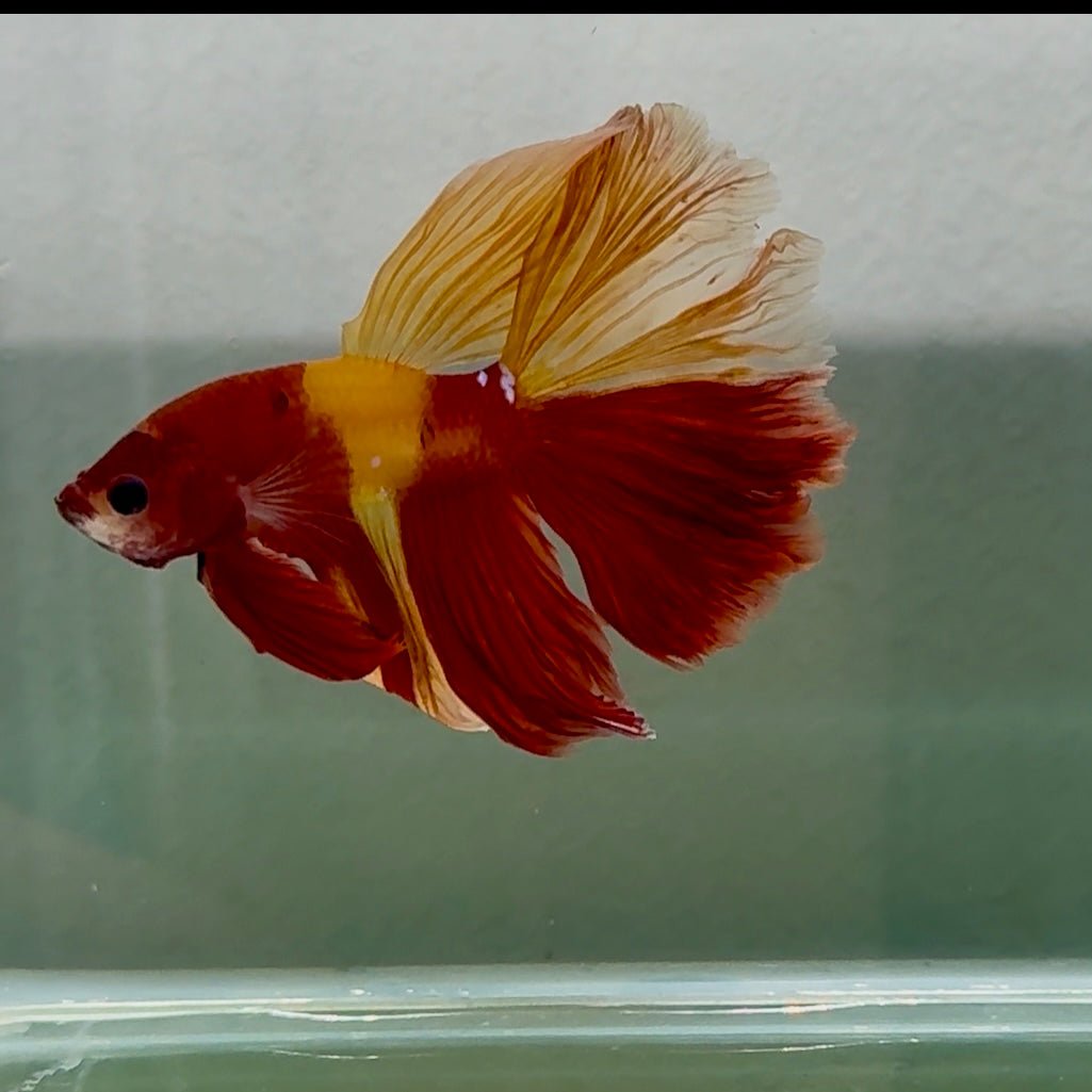 Halfmoon Nemo Classic Male Betta #Jul46