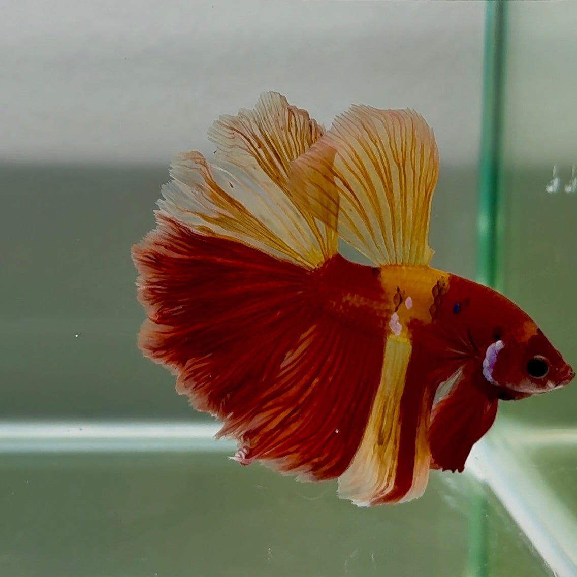 Halfmoon Nemo Classic Male Betta #Jul46