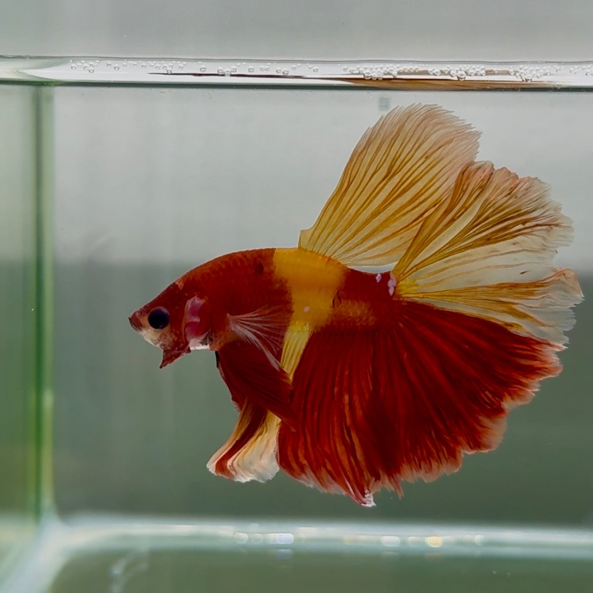 Halfmoon Nemo Classic Male Betta #Jul46