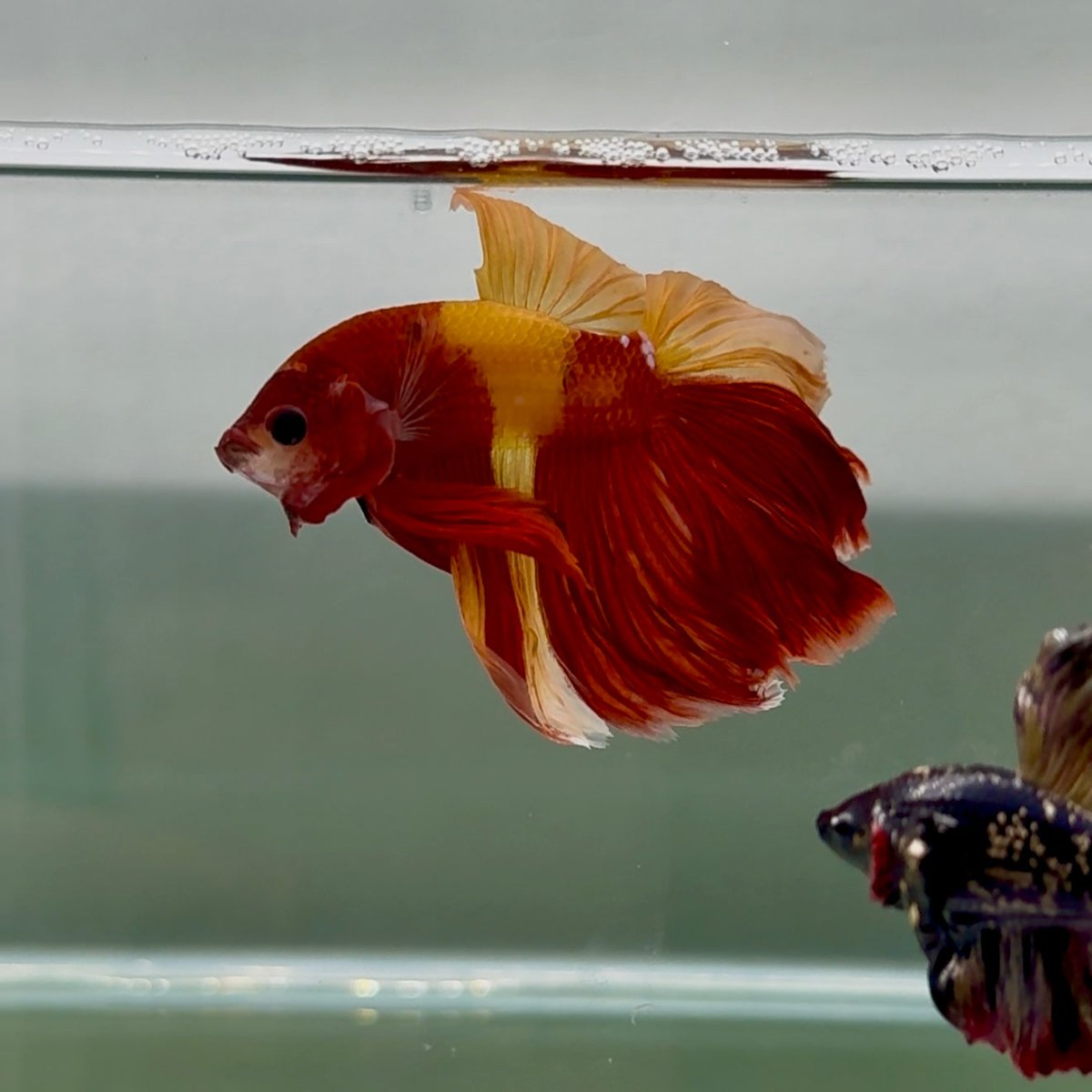 Halfmoon Nemo Classic Male Betta #Jul46