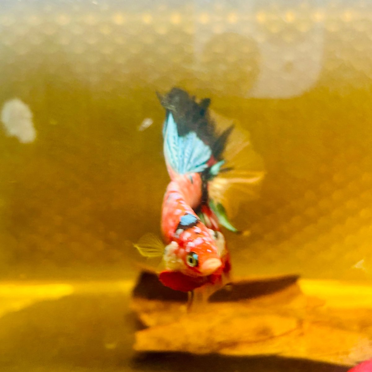 Halfmoon Nemo Green Eye Male Betta #Au74
