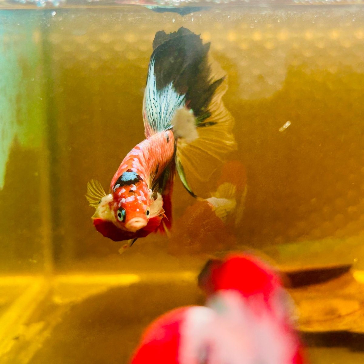 Halfmoon Nemo Green Eye Male Betta #Au74
