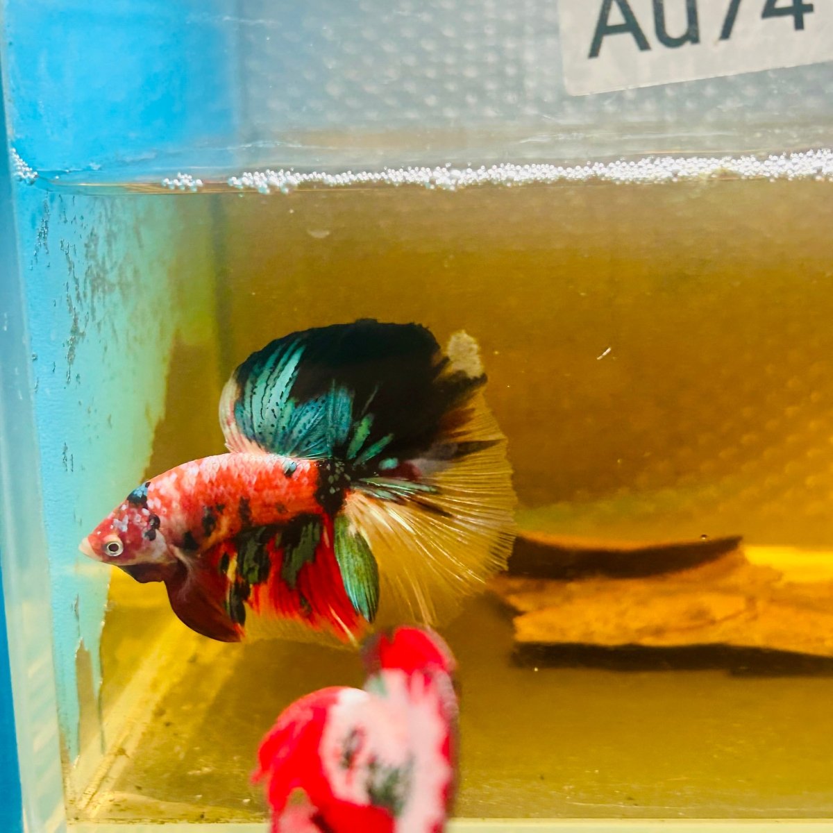 Halfmoon Nemo Green Eye Male Betta #Au74