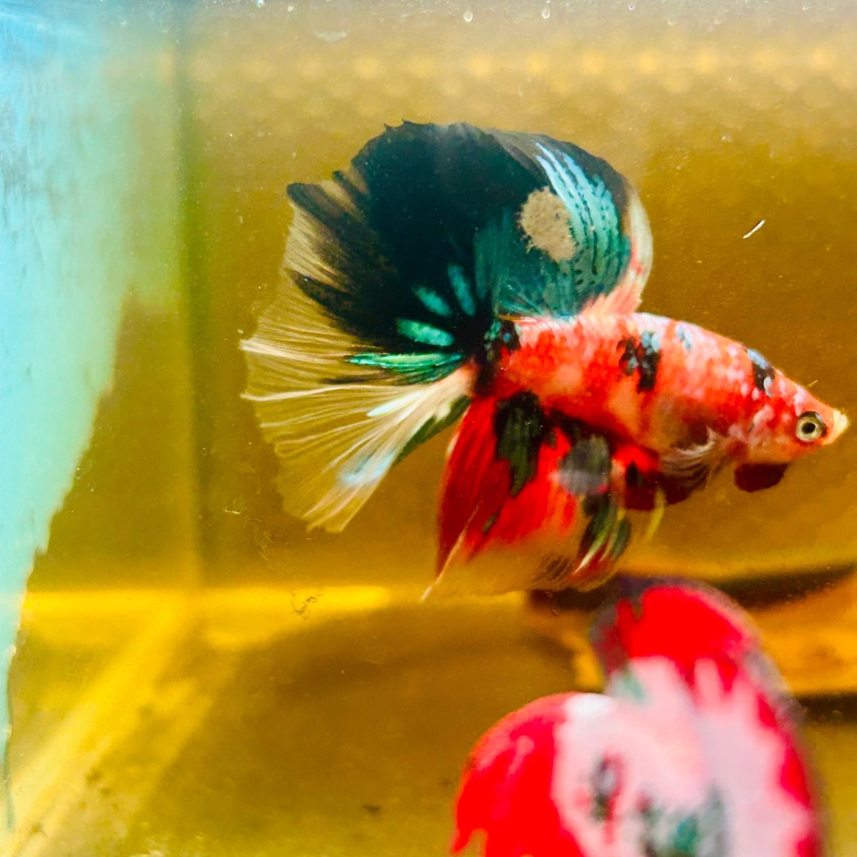 Halfmoon Nemo Green Eye Male Betta #Au74